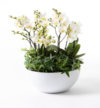 Hvit orkidésammenplanting hvit skål  Hvit orkidésammenplanting hvit skål